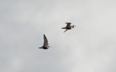Eurasian dotterel (Charadrius morinellus)