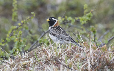 Lapland bunting (Calcarius lapponicus)