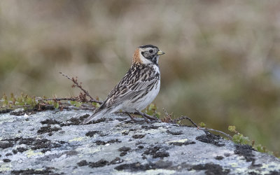 Lapland bunting (Calcarius lapponicus)