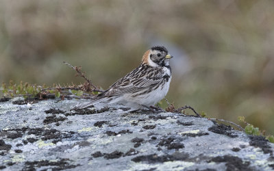 Lapland bunting (Calcarius lapponicus)