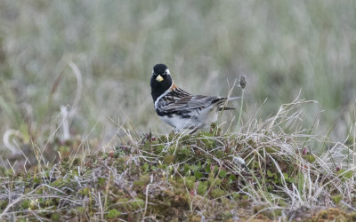 Lapland bunting (Calcarius lapponicus)