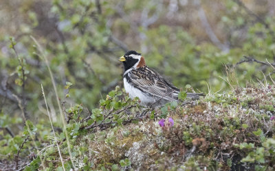 Lapland bunting (Calcarius lapponicus)