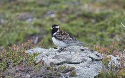 Lapland bunting (Calcarius lapponicus)