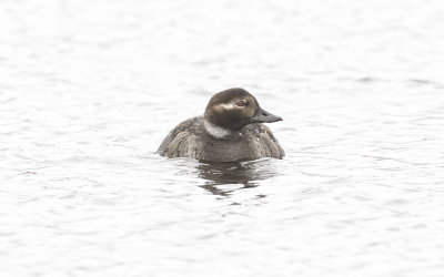 Long-tailed duck (Clangula hyemalis)