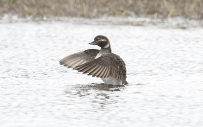 Long-tailed duck (Clangula hyemalis)