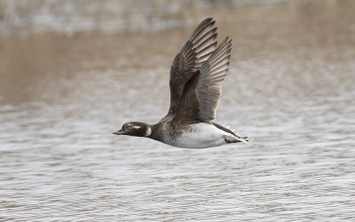 Long-tailed duck
