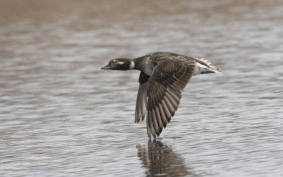 Long-tailed duck (Clangula hyemalis)