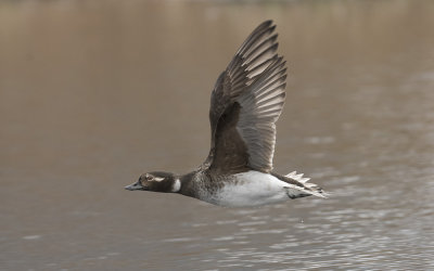Long-tailed duck (Clangula hyemalis)