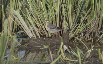 Citrine wagtail (Motacilla citreola)