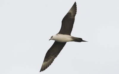 Arctic skua (Stercorarius parasiticus)