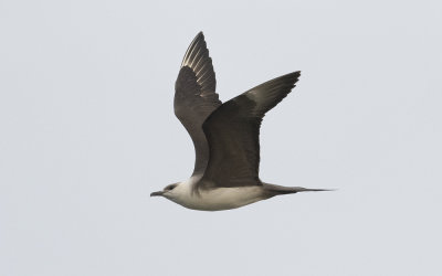 Arctic skua (Stercorarius parasiticus)