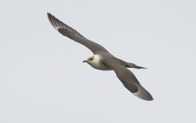 Arctic skua (Stercorarius parasiticus)