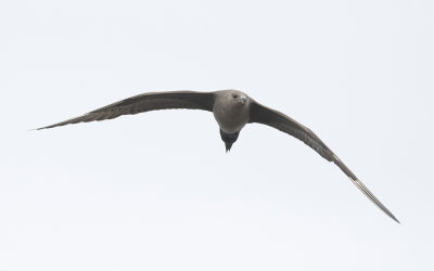 Arctic skua (Stercorarius parasiticus)