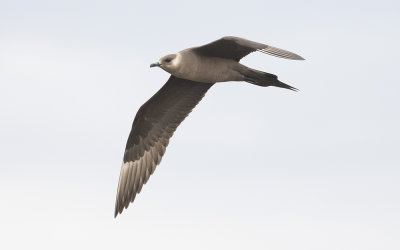 Arctic skua