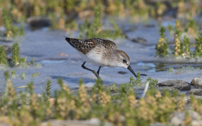 Little stint (Calidris minuta)