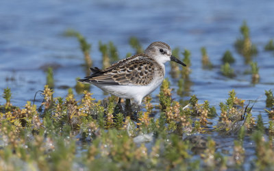 Little stint (Calidris minuta)
