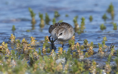 Little stint (Calidris minuta)