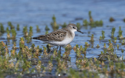 Little stint (Calidris minuta)