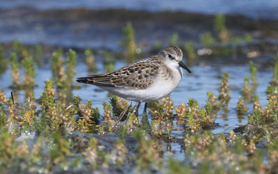 Little stint (Calidris minuta)