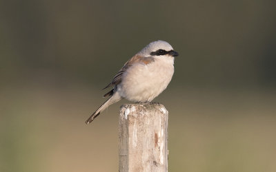 Red-backed shrike