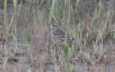Red-throated pipit (Anthus cervinus)