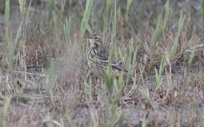 Red-throated pipit (Anthus cervinus)
