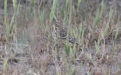 Red-throated pipit (Anthus cervinus)