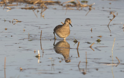 Pectoral sandpiper (Calidris melanotos)