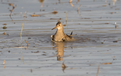 Pectoral sandpiper (Calidris melanotos)