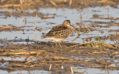 Pectoral sandpiper (Calidris melanotos)