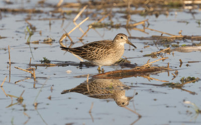 Pectoral sandpiper (Calidris melanotos)