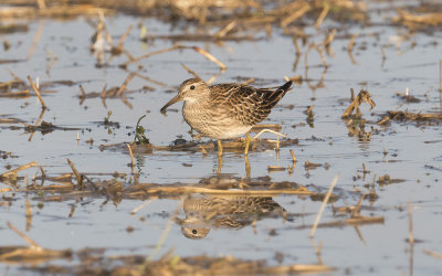 Pectoral sandpiper (Calidris melanotos)