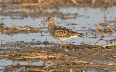 Pectoral sandpiper (Calidris melanotos)