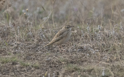 Tawny pipit (Anthus campestris)