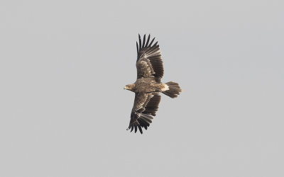 Eastern imperial eagle