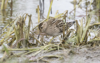 Pectoral sandpiper (Calidris melanotos)