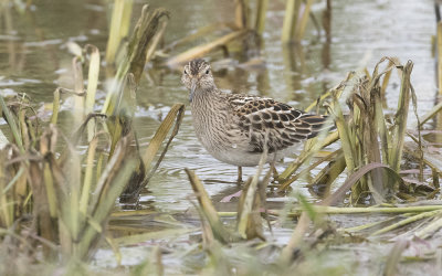 Pectoral sandpiper (Calidris melanotos)