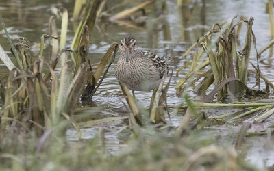 Pectoral sandpiper (Calidris melanotos)