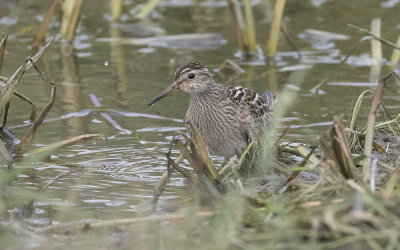 Pectoral sandpiper (Calidris melanotos)