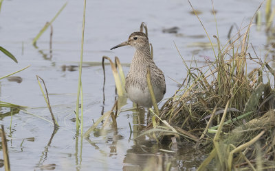Pectoral sandpiper (Calidris melanotos)