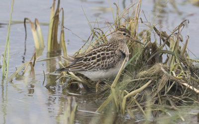 Pectoral sandpiper (Calidris melanotos)