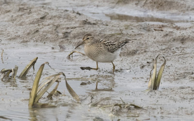 Pectoral sandpiper (Calidris melanotos)