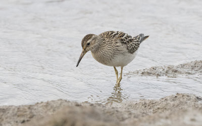 Pectoral sandpiper (Calidris melanotos)