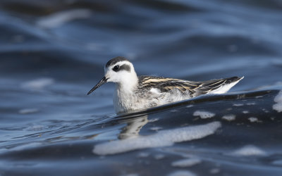 Red-necked phalarope (Phalaropus lobatus)