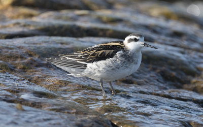 Red-necked phalarope (Phalaropus lobatus)
