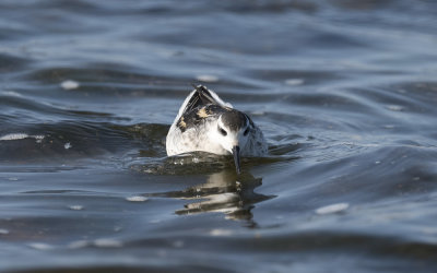 Red-necked phalarope (Phalaropus lobatus)