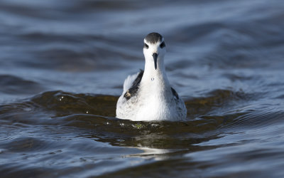 Red-necked phalarope (Phalaropus lobatus)