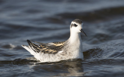 Red-necked phalarope (Phalaropus lobatus)
