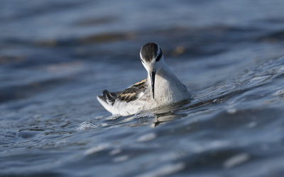 Red-necked phalarope (Phalaropus lobatus)