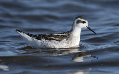 Red-necked phalarope (Phalaropus lobatus)